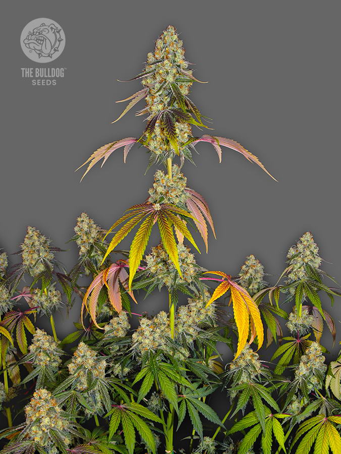 The Bulldog Cookies The Bulldog Seeds Sortenfoto