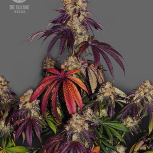 The Bulldog Gelato 17 The Bulldog Seeds Sortenfoto