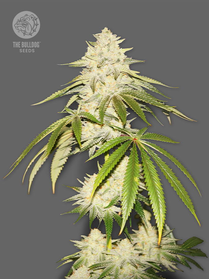 Joris Pound Cake The Bulldog Seeds Sortenfoto