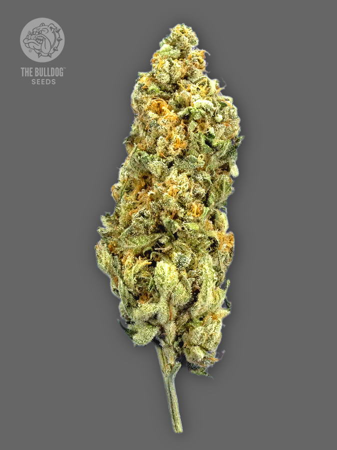 Mimosa The Bulldog Seeds Sortenfoto
