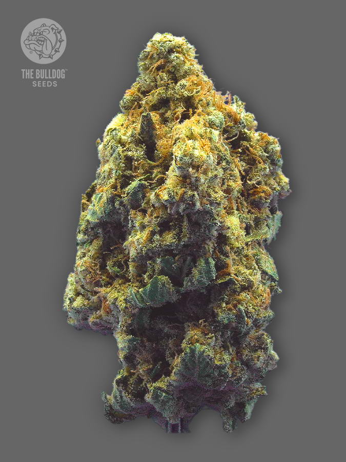 Kush The Bulldog Seeds Sortenfoto