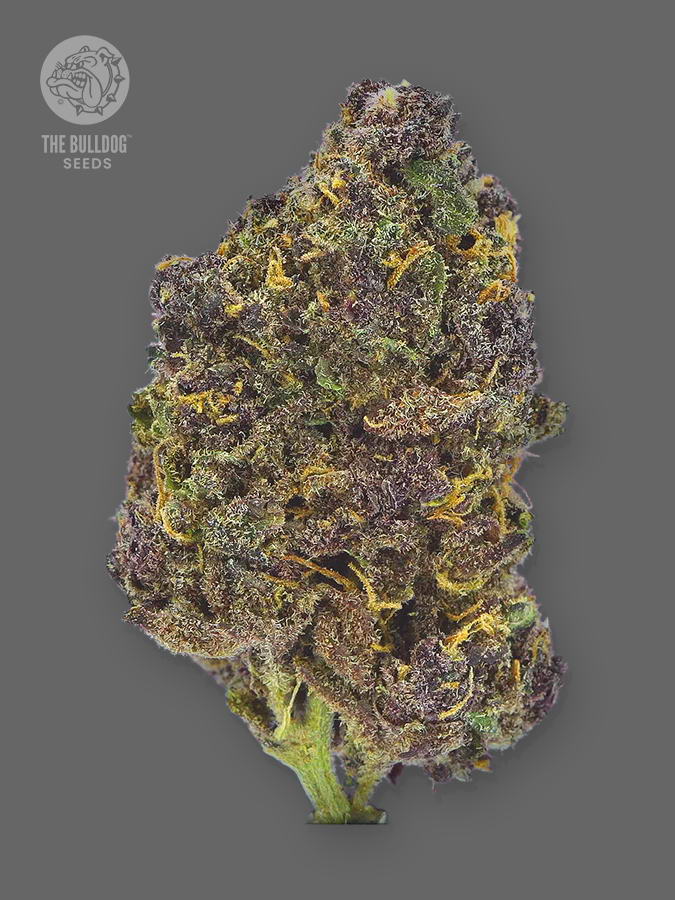Purple CBD Auto The Bulldog Seeds Sortenfoto
