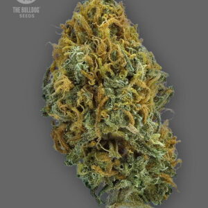Skittlez Auto The Bulldog Seeds Sortenfoto