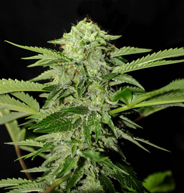 Txees Bilbo Genehtik Seeds Sortenfoto