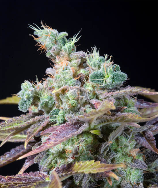 Txomango Genehtik Seeds Sortenfoto