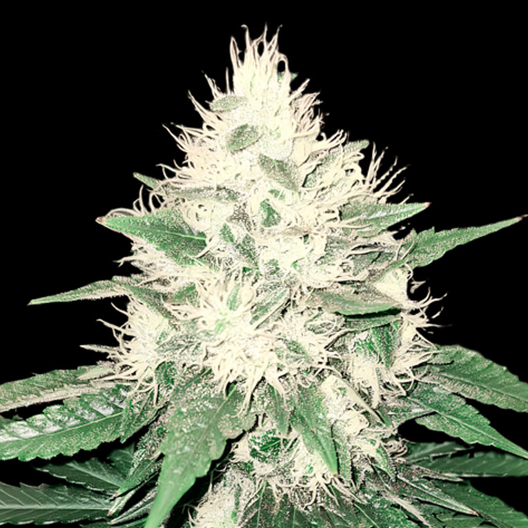 Tahoe Bilbo Genehtik Seeds Sortenfoto