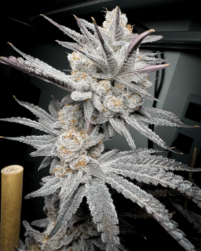 Trich Beast Solfire Gardens Herstellerfoto