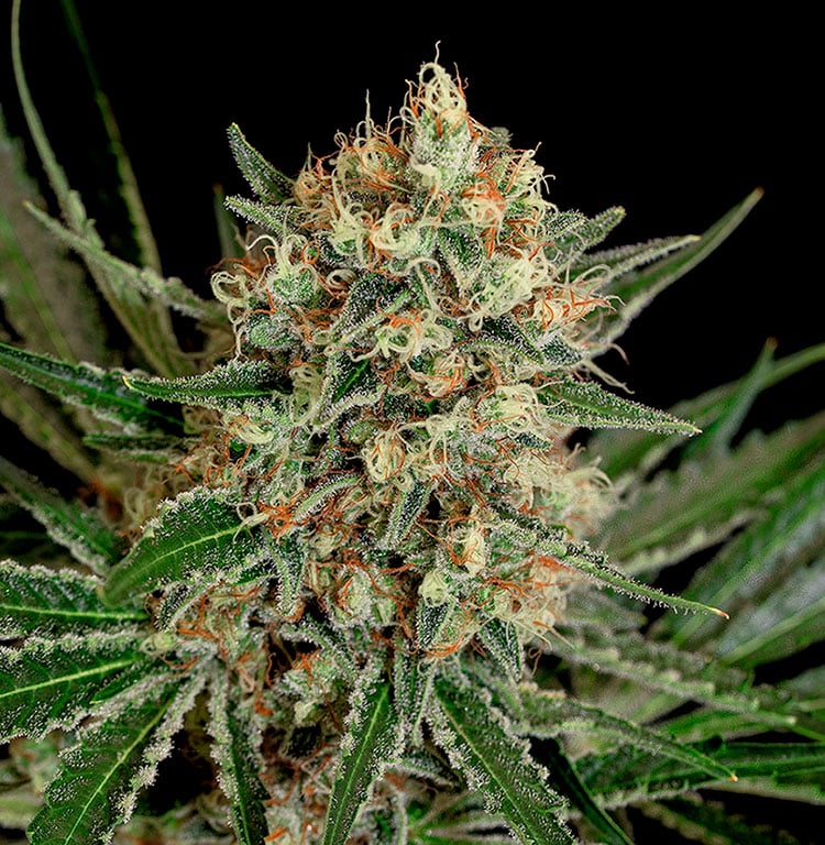 Txerri Bilbo Haze Genehtik Seeds Sortenfoto