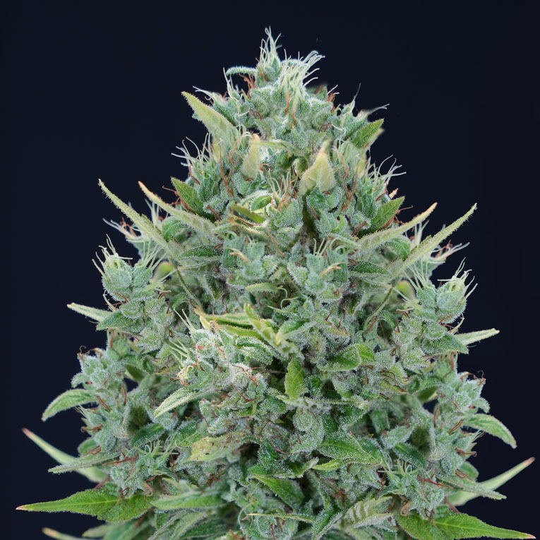 Txomango Auto Genehtik Seeds Sortenfoto