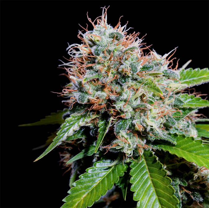 Zuri Widow Genehtik Seeds Sortenfoto