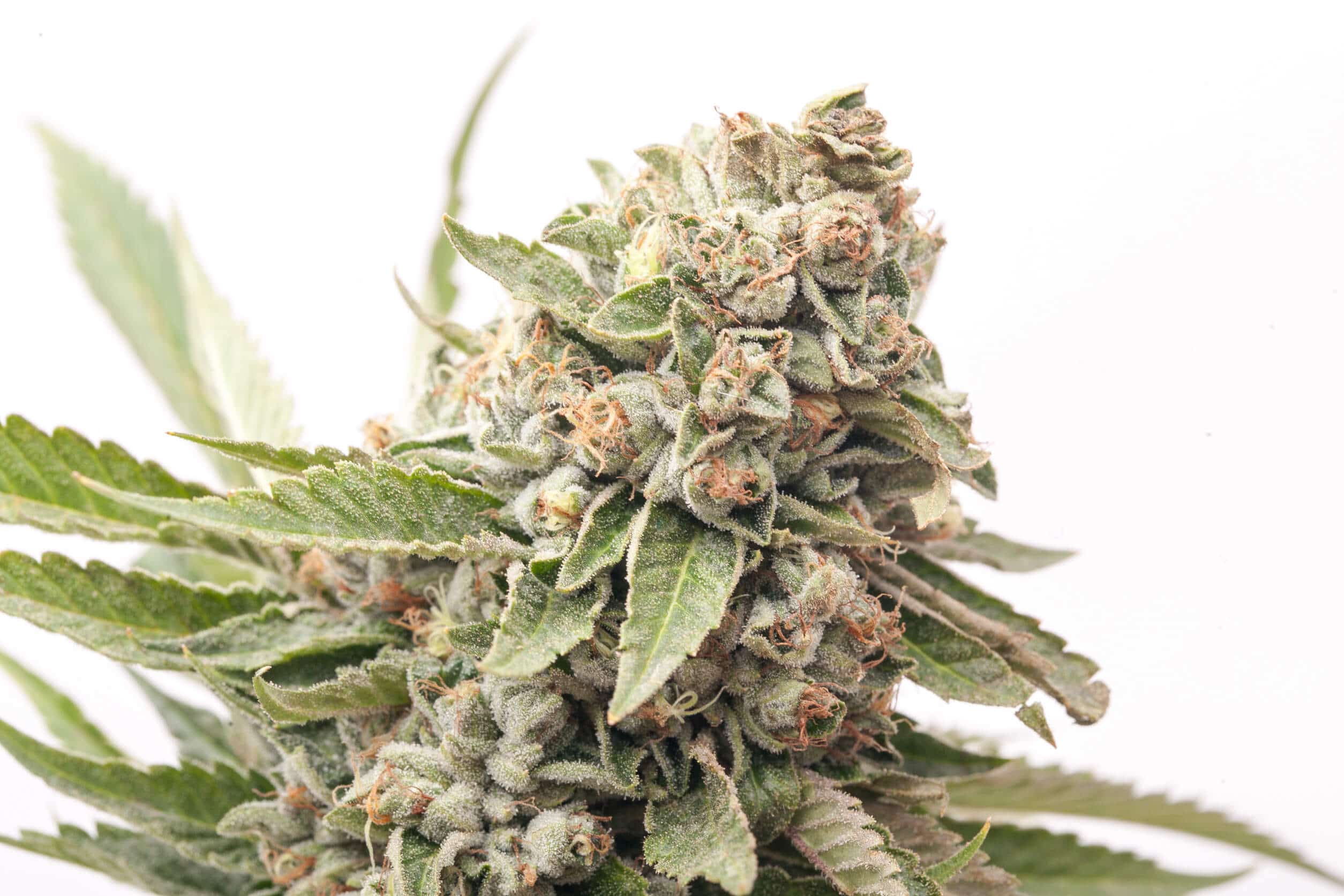 Cheese Auto Expert Seeds