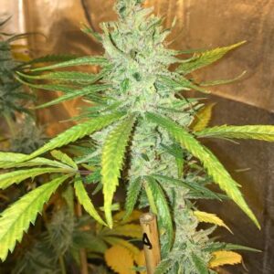 Amnesia Haze Soma Seeds