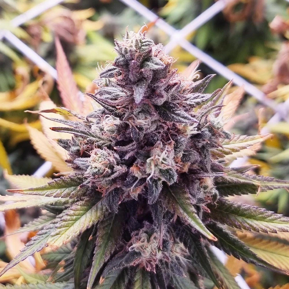 Banana Punch Monkey Genetics