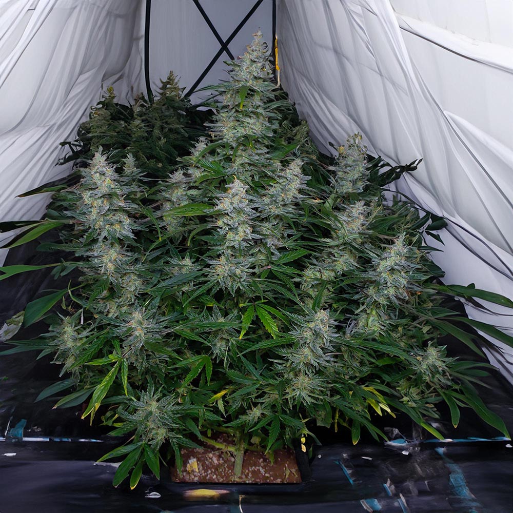 Biscotti Auto Monkey Genetics