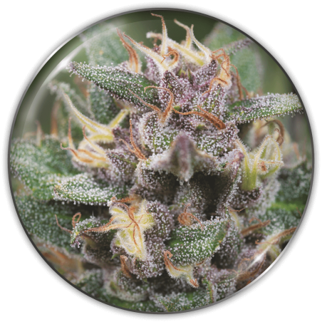 Bluehell Auto Medical Seeds