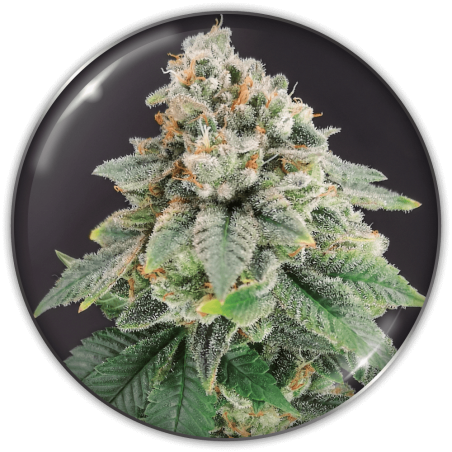Bluehell CBD Medical Seeds