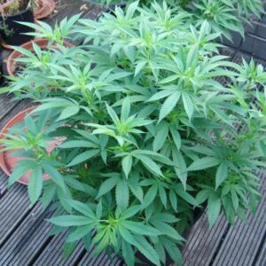 Buddha's Sister Soma Seeds