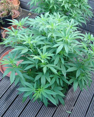 Buddha's Sister Soma Seeds
