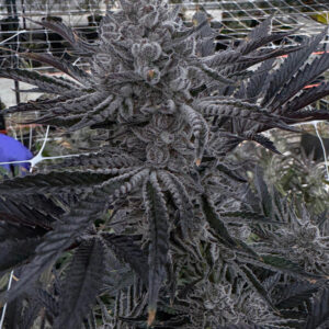 Butter Balm Solfire Gardens Herstellerfoto
