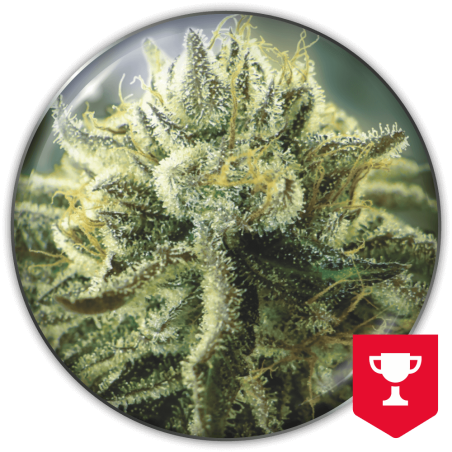 Canadian Kush 2.0 Medical Seeds