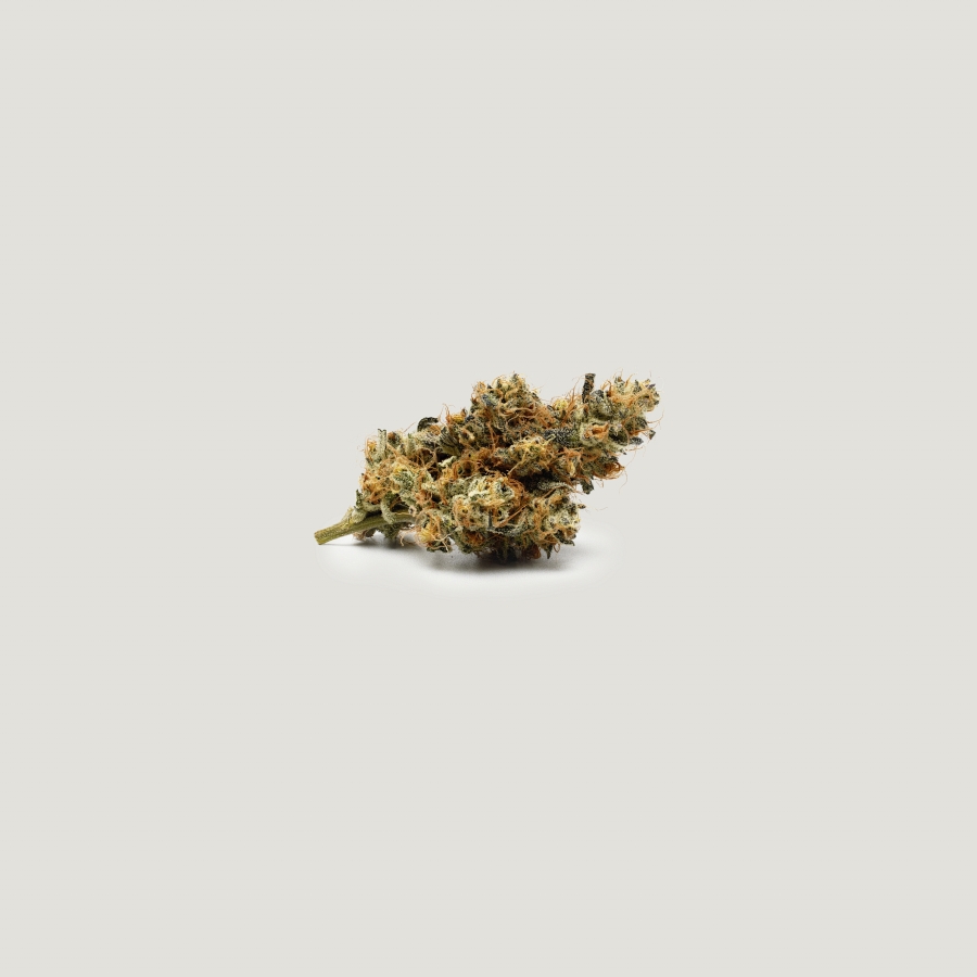 Daily Operation Purple City Genetics Herstellerfoto