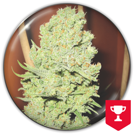 Channel + Medical Seeds