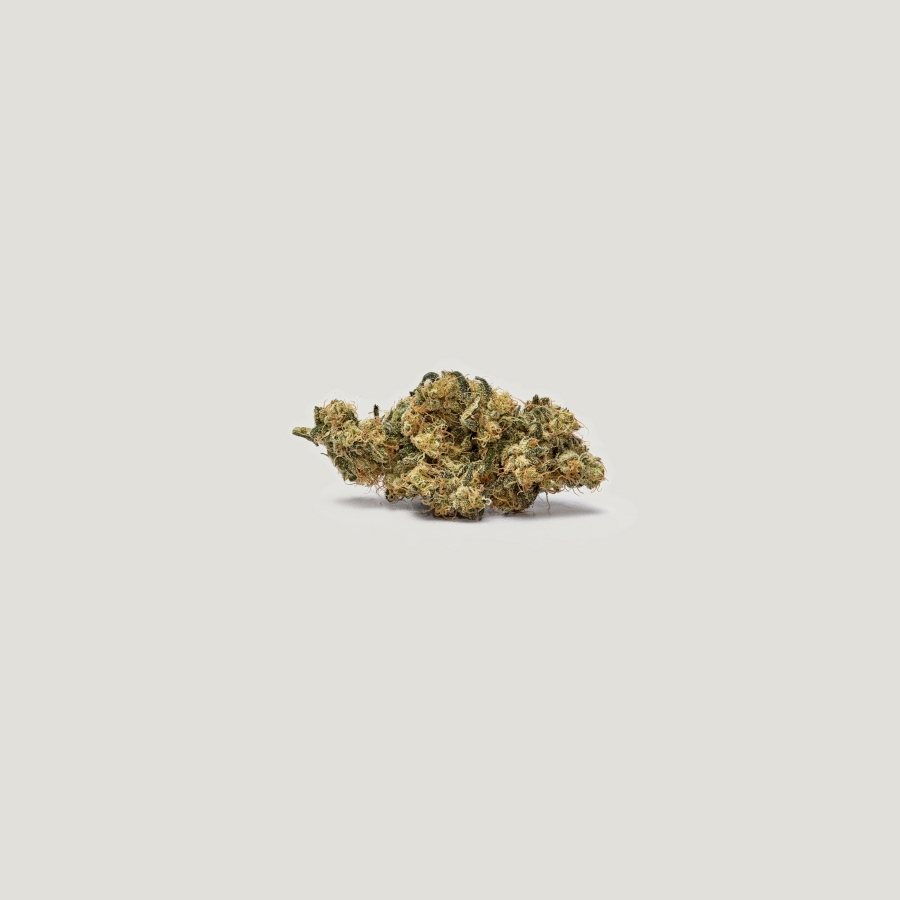 Chomsky Purple City Genetics Herstellerfoto