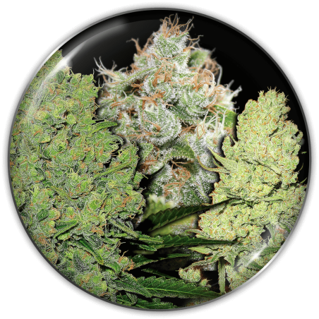 Collection 1 Medical Seeds