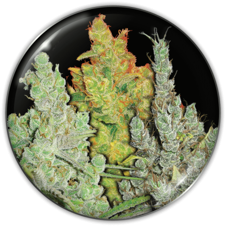 Collection 2 Medical Seeds