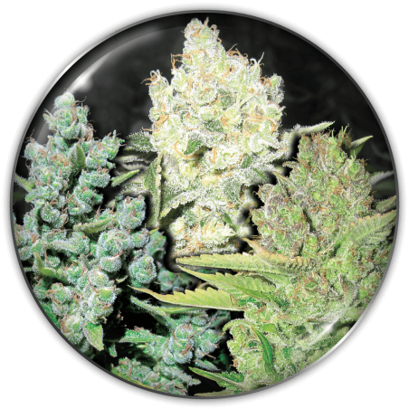 Collection 4 Medical Seeds