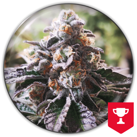 Cookies Purple Punch Medical Seeds