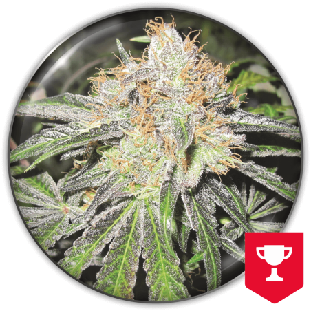 Deep Neville Medical Seeds
