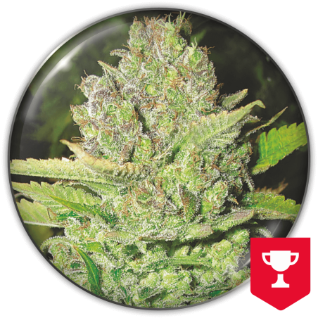 Devil Fruit Medical Seeds