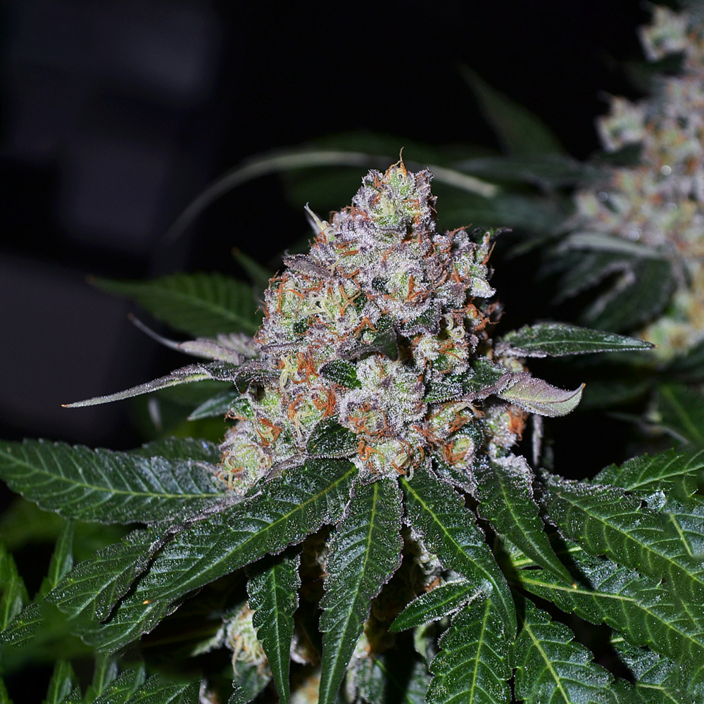Frosty Acai Mintz Monkey Genetics