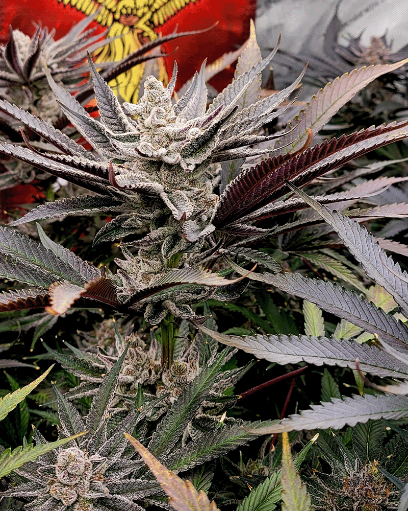 FX3 Solfire Gardens Herstellerfoto