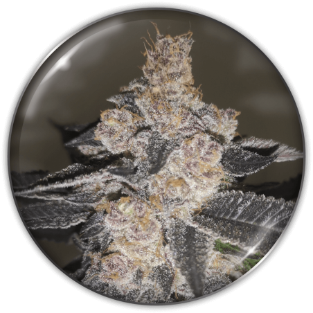 Gelato 242 Medical Seeds