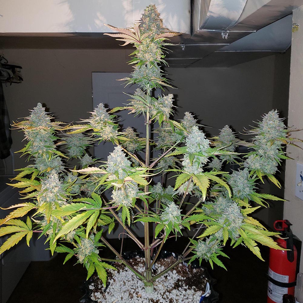 Gorilla Zkittlez Auto Monkey Genetics