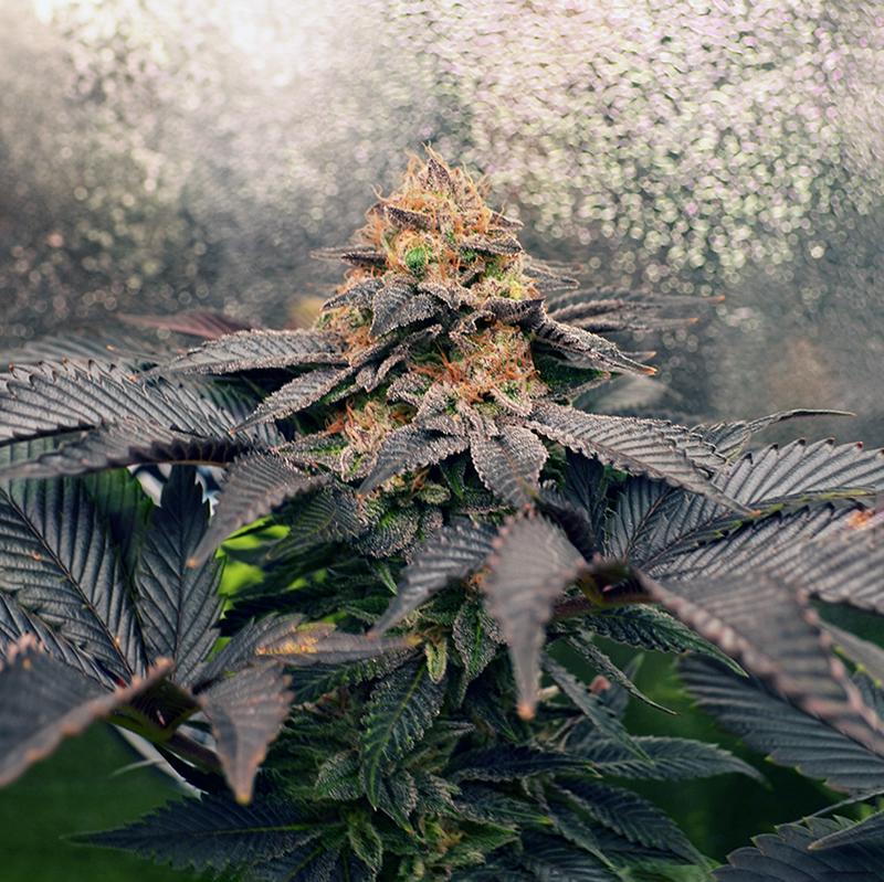 Grand Daddy Purpz Monkey Genetics