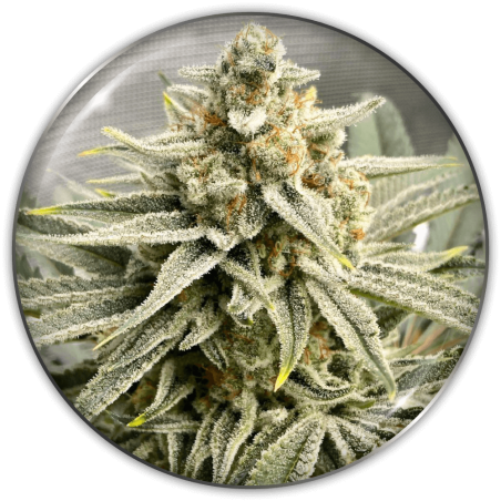 Grape Fuel Medical Seeds