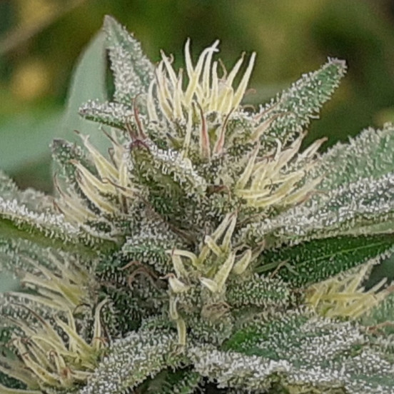 Early Sativa Top Tao Seeds Herstellerfoto
