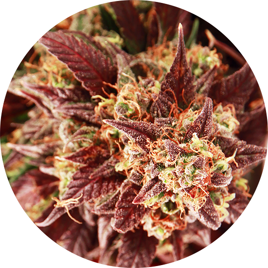 Top Tao Seeds Herstellerabbildung zur Samenmischung Auto Mix