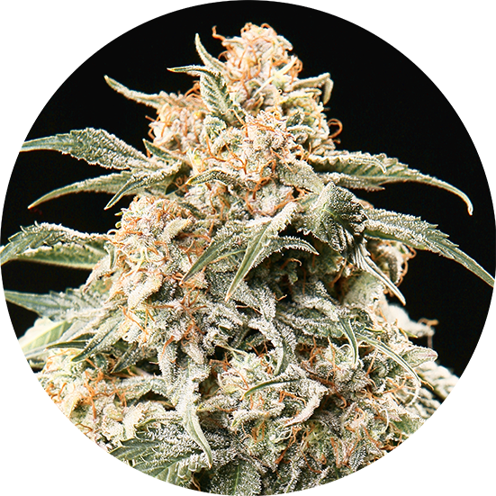 Top Tao Seeds Herstellerabbildung zur Samenmischung Semi Auto Mix