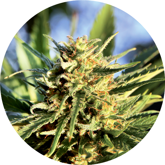 Super Auto Tao Top Tao Seeds Herstellerfoto