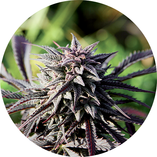 Tao Purple Top Tao Seeds Herstellerfoto