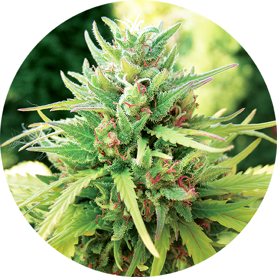 Taomatic Auto Top Tao Seeds Herstellerfoto
