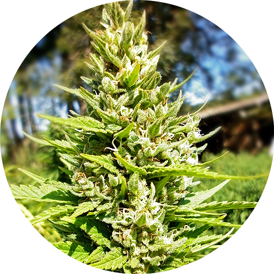 Top Tao Seeds Herstellerabbildung zur Samenmischung Top Tao Mix 2