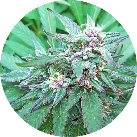 Blueberry Crystal Top Tao Seeds Herstellerfoto