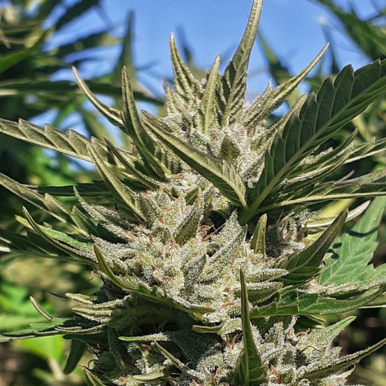 Haze Auto Tao Top Tao Seeds Herstellerfoto