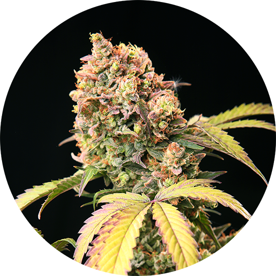 Demon Auto Tao Top Tao Seeds Herstellerfoto