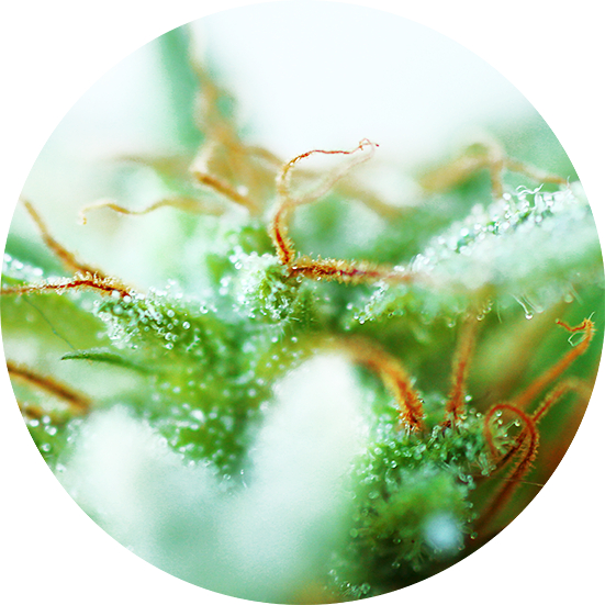 Dr. Tao Sativa Top Tao Seeds Herstellerfoto